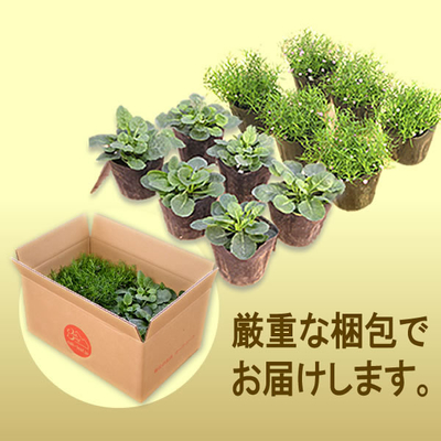 カンパニュラ8個、すずらん、かすみ草セット カンパニュラ8個、すずらん、かすみ草セット